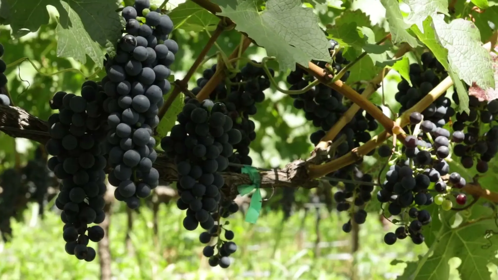 Viñedo San Lucas