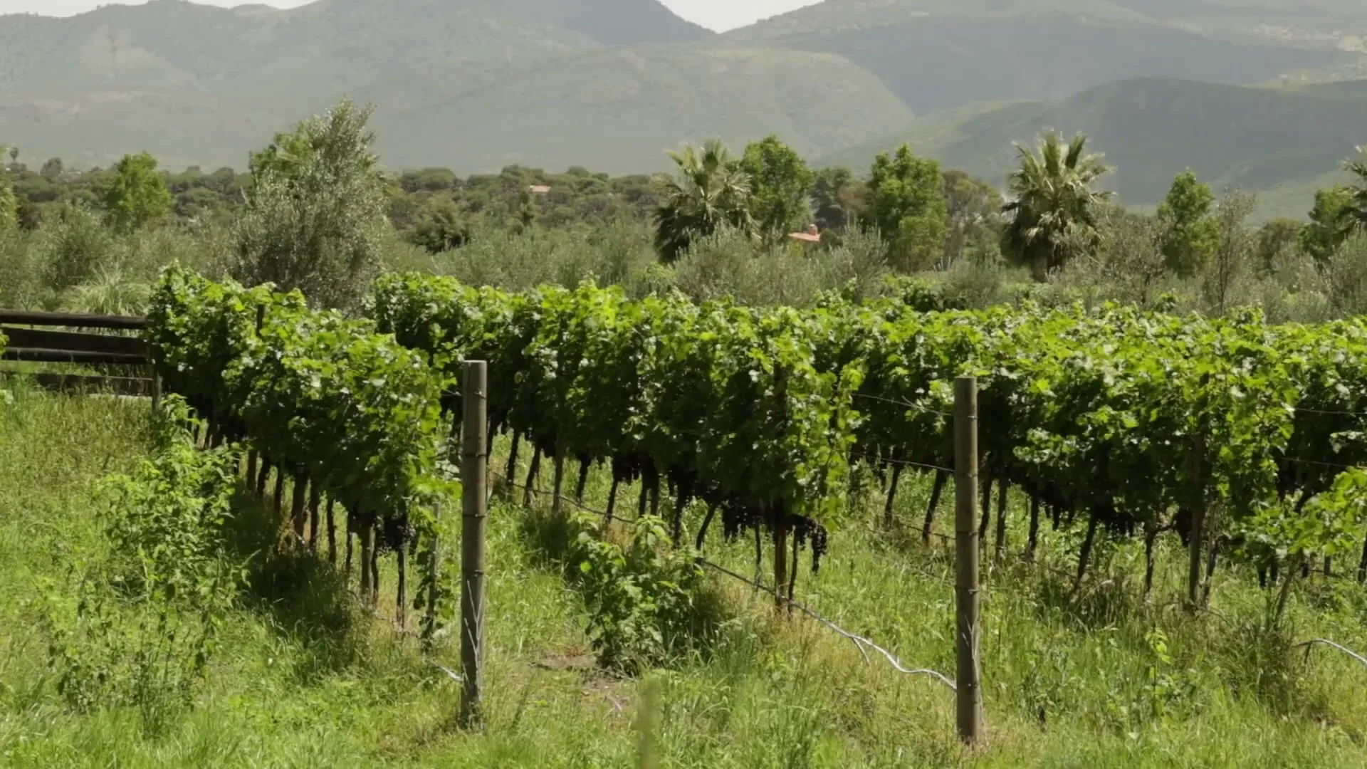 El paisaje de Viñedo San Lucas · fotograma del podcast